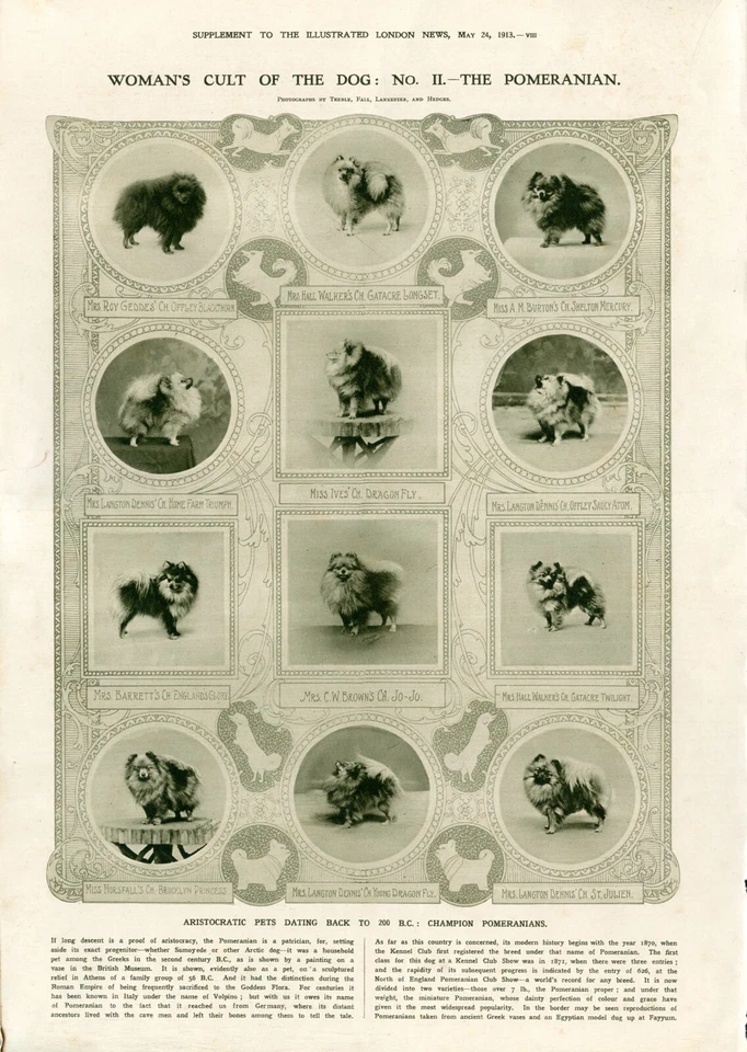 POMERANIAN TOY DOG ANTIQUE  PRINT 1913 Womans Cult of the Dog Illustrated London - Image 1 of 1