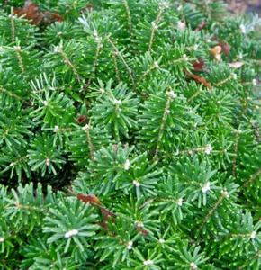 Hochstamm Zwerg Koreatanne Tundra 60-80cm - Abies koreana - Bild 1 von 1