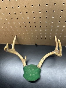 Whitetail Deer Antlers Horns 7 Point - Picture 1 of 9