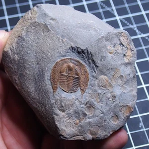 Trilobite Declivolithus titan Fossil Middle Cambrian Morocco Arthropods - Picture 1 of 8