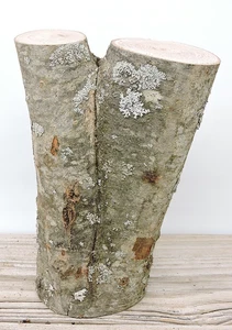 Trozo de tronco de madera de roble rojo de 8" talla artesanías borde vivo entrepierna 3 1/2" D - Imagen 1 de 18