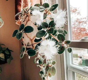 Lace Flower Episcia Ableger no Pflanze Zimmerpflanze - Bild 1 von 5