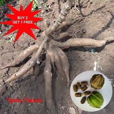 Tapioca / Cassava / Yuca/ Garri / Maracheeni / Kappa / Cassava / 10 Seeds