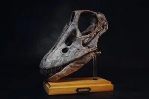 3d printed Diplodocus juvenile head skull skeleton model dinosaur 1:1 white part - Picture 1 of 2