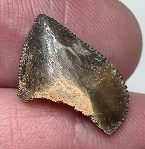 FÓSIL SQUALICORAX KAUPI raro diente de tiburón Ammán Jordania África Cretácico   - Imagen 1 de 4