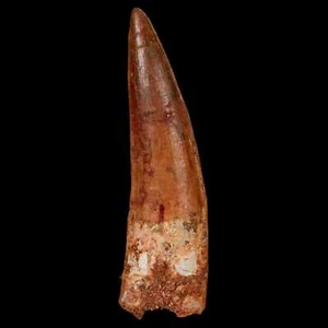 XL 3.4" Spinosaurus Fossil Tooth 100 Million Years Old Cretaceous Dinosaur COA - Picture 1 of 10