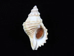 Sea Shell Cabestana Spengleri 82 mm ID#8903 - Imagen 1 de 4