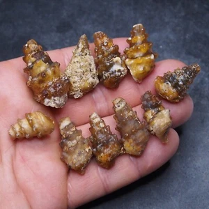 10pcs 22-33mm Gastropod Transparent Fossil Chalcedony Agate lot Jurassic 21 - Picture 1 of 6