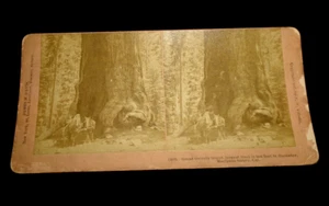 GREAT GRIZZLY GIANT SEQUOIA TREE HORSE & BUGGY Mariposa Grove CA STEREOVIEW CARD - Picture 1 of 2