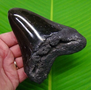 5.22 “ MEGALODON SHARK TOOTH Real Fossil NO RESTORATIONS - Picture 1 of 4