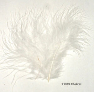 Quality 3-8" L  Fluffy Marabou Feathers in 30 colors 7 grams (1/4 oz) Approx 35