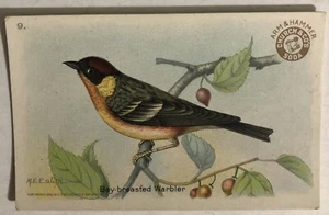 Bay Breasted Warbler Victorian Trade Card Arm And Hammer VTC 5 - Picture 1 of 2