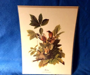 Impresión en color Audubon Robin 9x12 Loc A - Imagen 1 de 5