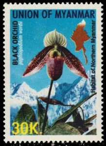 BURMA-MYANMAR 360 - Black Orchid "Paphiopedlaum wardii" (pb71047) - Picture 1 of 1