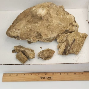 Unprepped Jurassic Dinosaur Bone Fossil Project - Self Dug - Morrison Fm. - WY - Picture 1 of 9