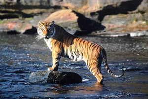 Tiger Cat Wild Animal Postcard Mint New Condition REF: CAT44 - Picture 1 of 1