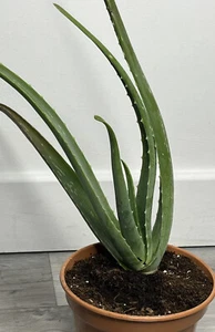 “Gorgeous Aloe Vera Plant - Thriving, Healthy, and Ready to Shine!” - Picture 1 of 7