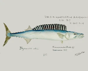 Barracuda Vintage Zeichnung hochauflösender Giclée-Druck 8 x 10 - Bild 1 von 1