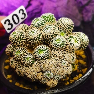 0507--------- - Astrophytum myriostigma cristata / Ariocarpus / - Bild 1 von 6