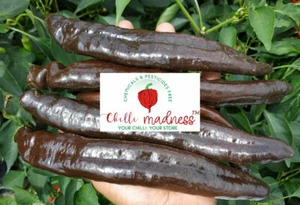 Chilli Pasilla Bajio Rich Flavoured Dark Pepper Sustainably Grown in OZ 10 Seeds - Picture 1 of 5