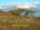 Photo 6X4 Wind-Shaped Tree Kirkoswald/Ns2407 This Old Larch Tree Shows J C2007
