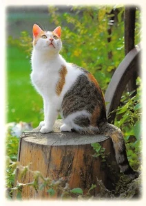 Tarjeta postal de gato #K415, - Imagen 1 de 2
