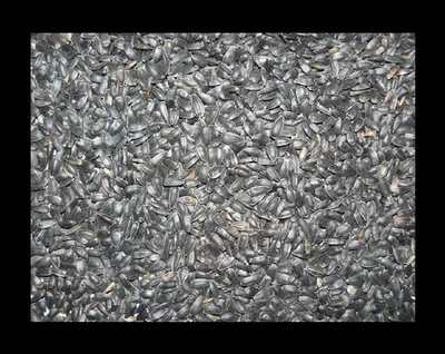 Sonnenblumenkerne schwarz 10 kg gereinigt Winterfutter Vogelfutter Streufutter - Bild 1 von 2