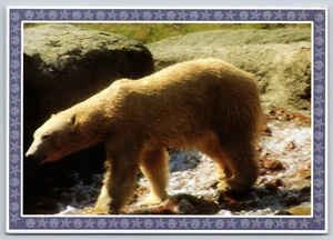 Postal Oso Polar Point Defiance Zoológico y Acuario Tacoma Washington Ursus - Imagen 1 de 2