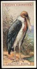 Tobacco Card, Ogdens, FOREIGN BIRDS, 1924, Adjutant Stork, #40