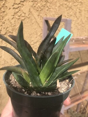 Gasteria nigricans mostruosa 4" ancho #1G (planta viva, suculenta, aloe) Foto 1 de 4