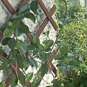 2,x BRAUNER KUNSTSTOFF 6 FUSS Erweiterbares Gitter Gartenschere Pflanze Kletterzaun 1,8 m - Bild 1 von 1