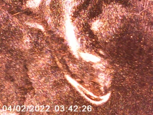 2021 D/D Lincoln Cent - DDO & DDR - Doubled Ear - ALLE BILDER - KOSTENLOSER VERSAND! *23 - Bild 1 von 4