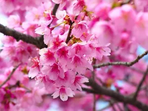 4 oz Candle Scent Oil-CHERRY BLOSSOM - Picture 1 of 1