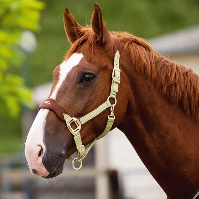Equi-Theme "Luxus" Stallhalfter Halfter mit Fleece II Wahl - Bild 1 von 4