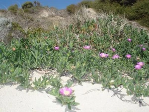 Coastal Pigface (Carpobrotus virescens) 25 Fresh Seeds - Picture 1 of 3