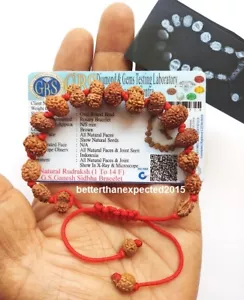 Bracciale Siddha Rudraksha da 1 a 14 Mukhi Rudraksh Origine Java ~ Certificato in laboratorio - Foto 1 di 3