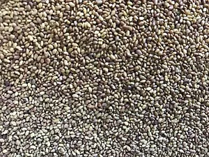 LUZERNE Saatgut 2,5 kg mehrjährige Alfalfa Saat Hummelwiese Futterpflanze Bienen - Bild 1 von 3