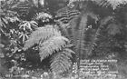 California Redwood Highway 1930S Native Ferns Rppc Photo Postcard 22 1091
