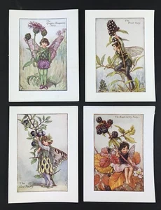 Großtönerkraut Liguster Schlehe Blumenfarmer von Cicely M Barker Original um 1935 - Bild 1 von 4