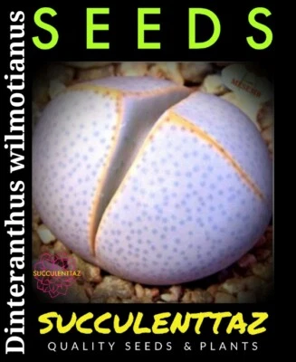 Dinteranthus wilmotianus 10 x Seeds mesemb Lithops family SPLIT ROCK Trackable  - Image 1 of 4