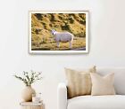 Sheep By The Road In Scottish Highlands Poster Premium Quality Choose Your Size
