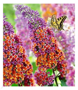 Buddleia Sommerflieder 'Flower-Power®', 1 Pflanze, Buddleja Hybride - Bild 1 von 4