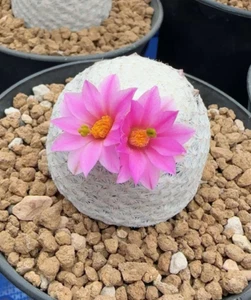 3cm Mammillaria herrerae RareSucculent Cactus Plant Cactaceae Garden Décor - Picture 1 of 8