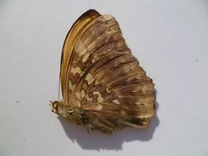 Cymothoe diphia M, UNMOUNTED, SIN MONTAR A1 BUTTERFLY - Picture 1 of 1