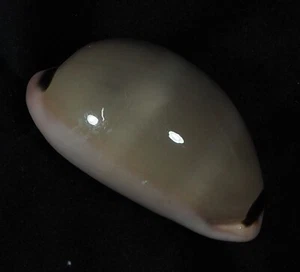 cypraea Luria pulchra sinaiensis - rare - Picture 1 of 2