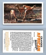 Impala #18 Grandee African Wildlife 1990 Cigarette Card
