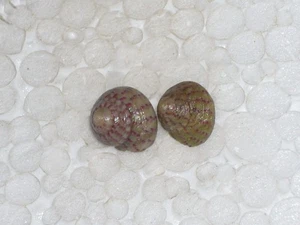 STEROMPHALA DIVARICATA AWESOME SET OF COLOUR - Imagen 1 de 2