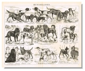DOG BREEDS Canine Dachshund Pointer Engraving ORIGINAL ANTIQUE PRINT 1898 - Picture 1 of 10