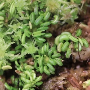 Dionaea muscipula “Cudo” - Carnivorous Plant- Pianta Carnivora - Imagen 1 de 2