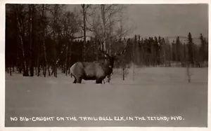 POSTKARTE RPPC GEFANGEN AUF DER SPUR ELCH IN DEN TETONS WYOMING - Bild 1 von 2